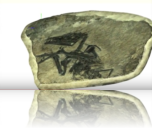 Visualizzazione 3D - ptesosaur Eudimorphodon