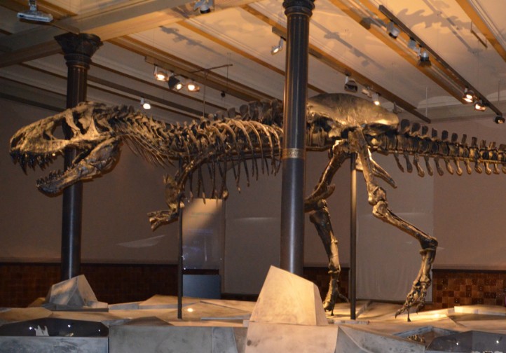Impianto tomografico al Museo di storia naturale di Berlino tomografia al Museo di storia naturale di Berlino