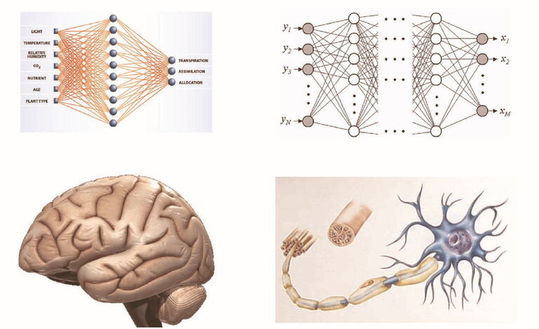 Diffenze di rete neurale informatico e neurone del cervello